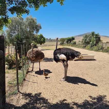 Cape Town Ostrich Ranch