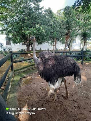 Cape Town Ostrich Ranch photo 3