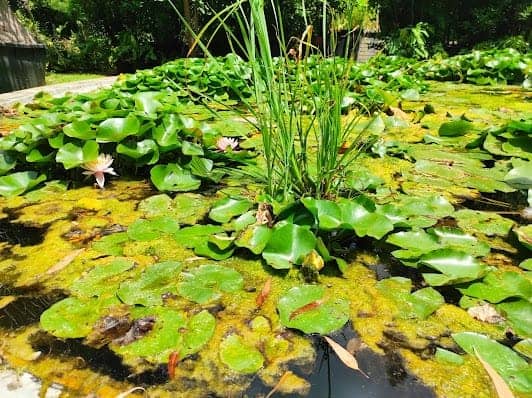 Orto Botanico di Napoli photo 4
