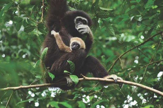 The Gibbon Rehabilitation Project : โครงการคืนชะนีสู่ป่า photo 4