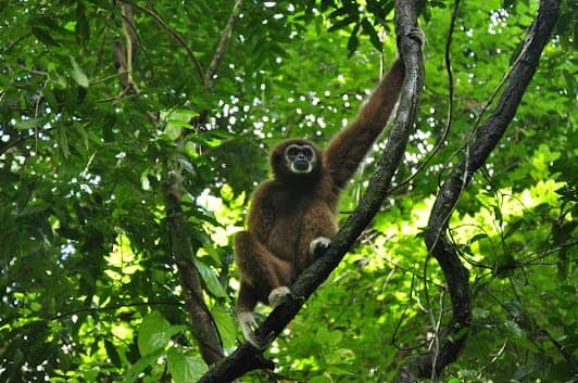 The Gibbon Rehabilitation Project : โครงการคืนชะนีสู่ป่า photo 5