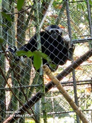 The Gibbon Rehabilitation Project : โครงการคืนชะนีสู่ป่า photo 6
