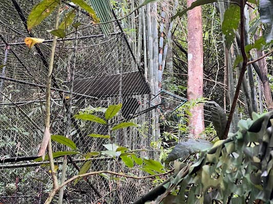 The Gibbon Rehabilitation Project : โครงการคืนชะนีสู่ป่า photo 7