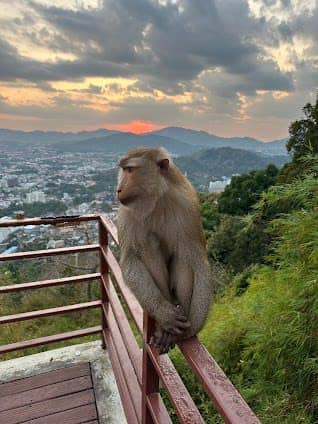 Monkey Hill Viewpoint photo 7