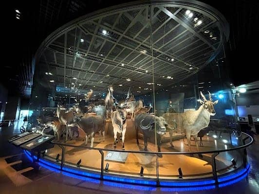 National Museum of Nature and Science photo 7