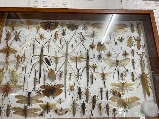 Museum of World Insects and Natural Wonders photo 2