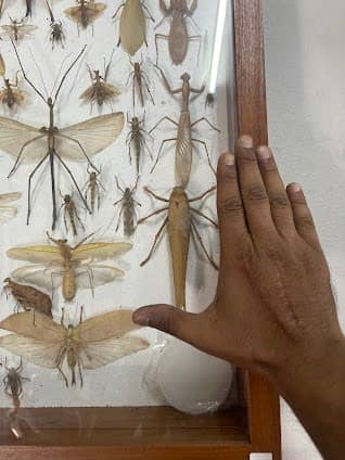 Museum of World Insects and Natural Wonders photo 3