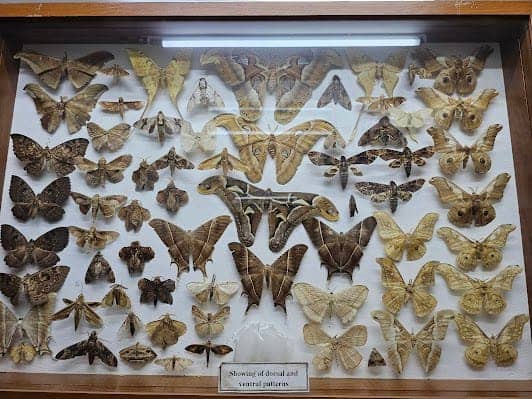 Museum of World Insects and Natural Wonders photo 4