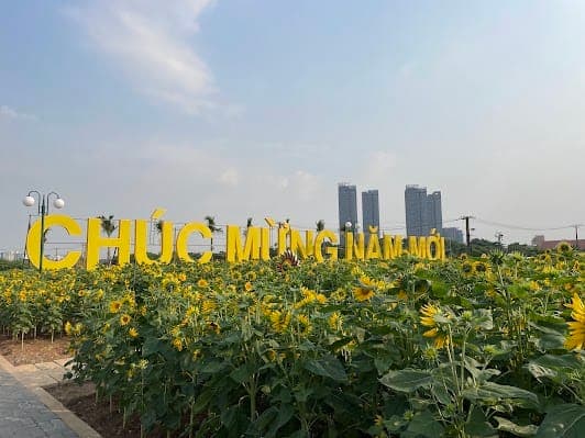 Sunflower Field