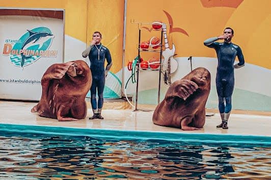 Istanbul Dolphinarium photo 5