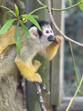 World of Birds Wildlife Sanctuary & Monkey Park photo 6