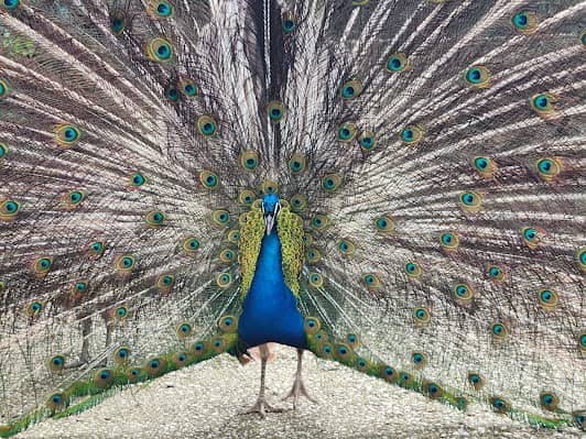 Bioparco di Roma photo 3