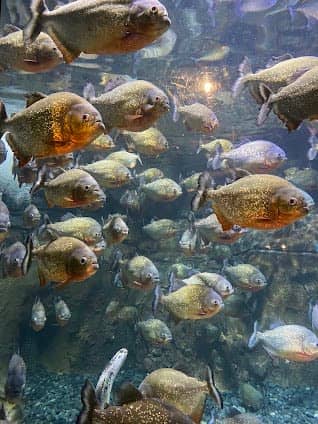 Jakarta AQuarium Safari photo 4