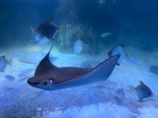 Jakarta AQuarium Safari photo 5
