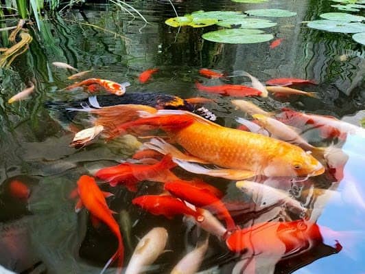 Acquario Civico e Stazione Idrobiologica di Milano photo 5