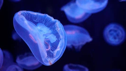 Aquarium de Paris photo 6