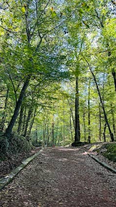 Belgrad ormanı photo 3