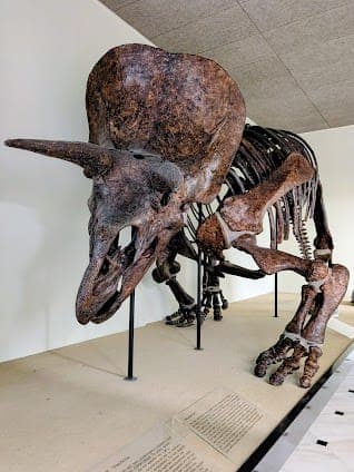 National Museum of Natural History Goulandris
