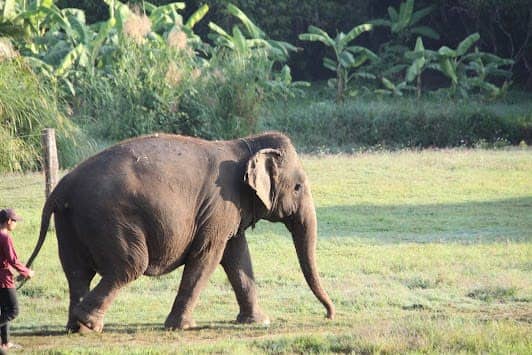 Elephant Jungle Sanctuary (Office) photo 2