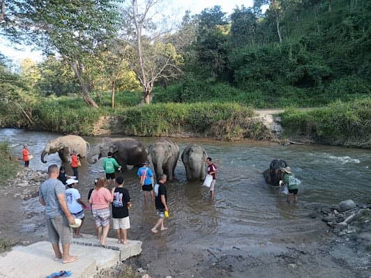 Elephant Jungle Sanctuary (Office) photo 4