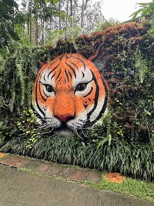 Tiger Kingdom photo 4