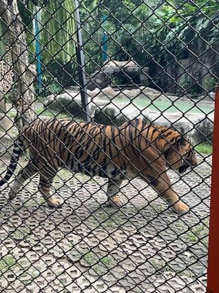 Tiger Kingdom photo 3
