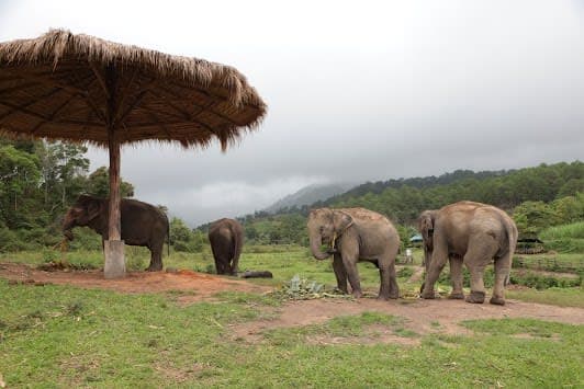Ethical elephant sanctuary chiangmai by Big Boy