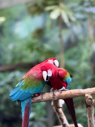 Bloedel Conservatory photo 4