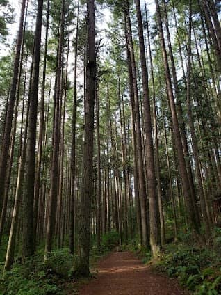 Pacific Spirit Regional Park photo 2
