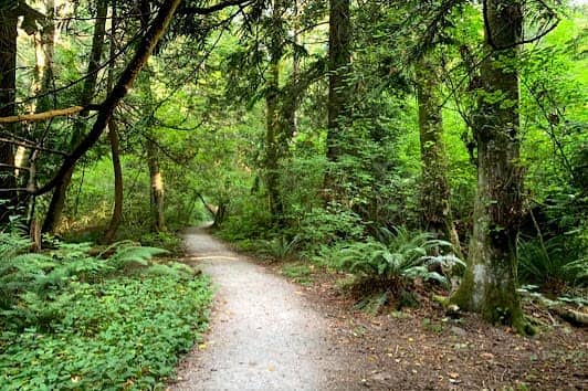 Pacific Spirit Regional Park photo 5