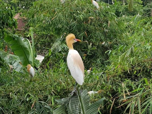 Petulu Heron Bird Colony Watch Point