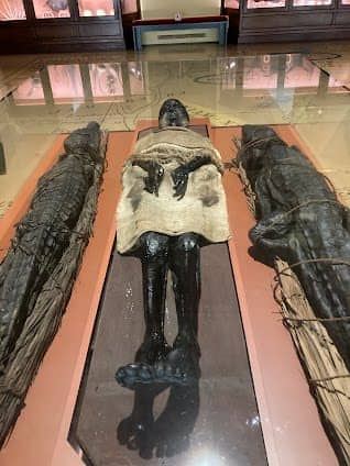 Museo di Storia Naturale Giancarlo Ligabue (Fondaco dei Turchi) photo 3