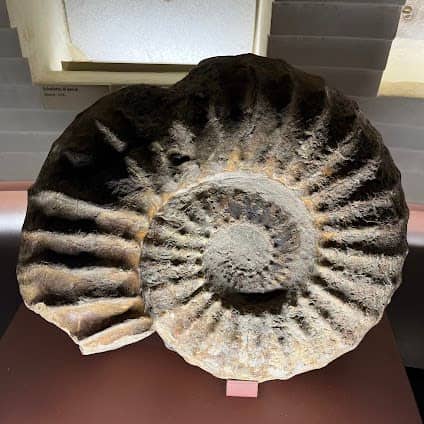 Museo di Storia Naturale Giancarlo Ligabue (Fondaco dei Turchi) photo 4