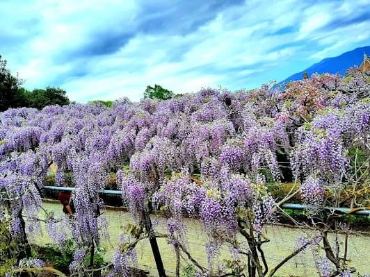 Giardino Bardini photo 4