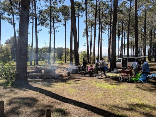 Tokai Forest Braai And Picnic Area