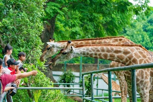 Saigon Zoo & Botanical Gardens photo 2