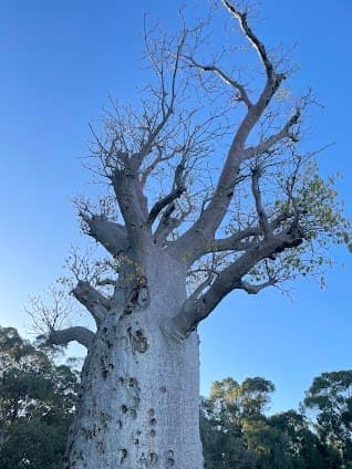 Giant Boab 'Gija Jumulu'