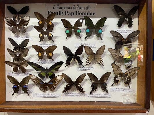 Siam Insect Zoo