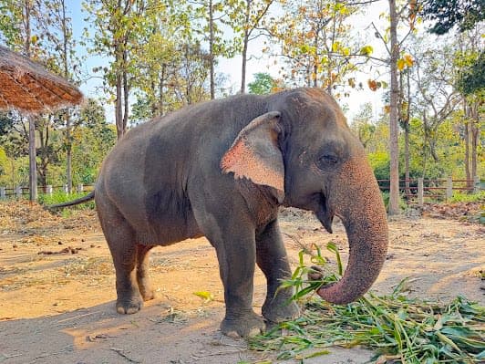 Kanta Elephant Sanctuary - Office