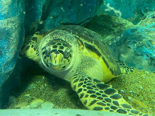 Chiang Mai Zoo Aquarium photo 5