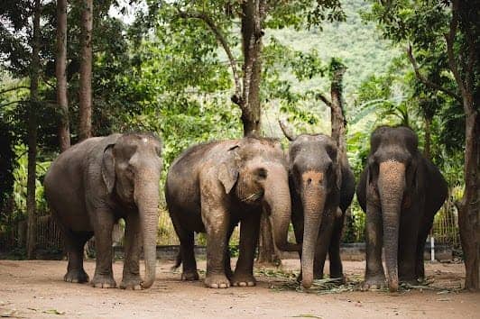 Elephant Jungle Sanctuary Phuket photo 6