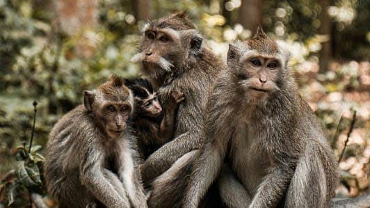 Sangeh Monkey Forest photo 6