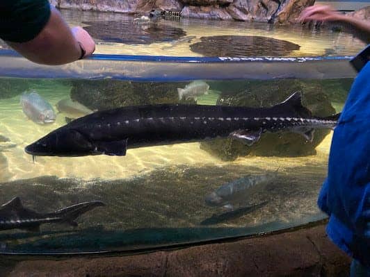 SEA LIFE photo 5