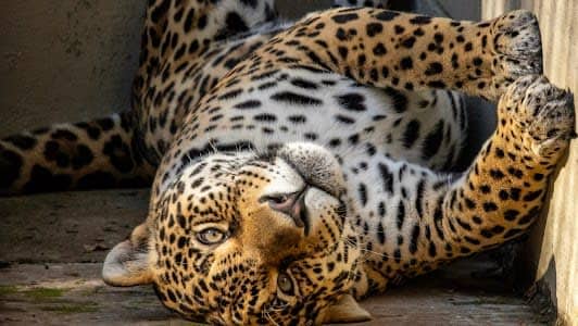 Zoológico de São Paulo photo 6