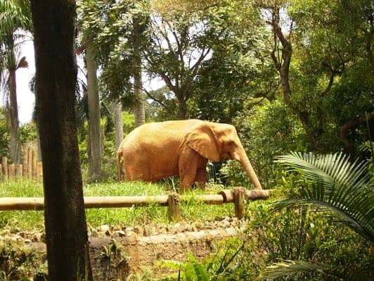 Zoológico de São Paulo photo 7