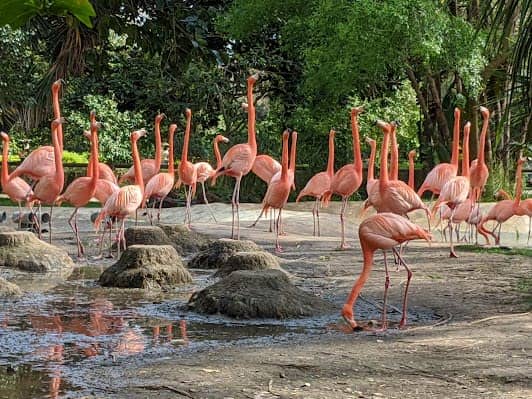 Jardim Zoológico photo 4