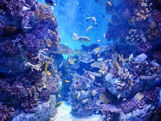 L’Aquàrium de Barcelona photo 2