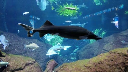 L’Aquàrium de Barcelona photo 4