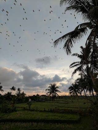Petulu Heron Bird Colony Watch Point photo 2