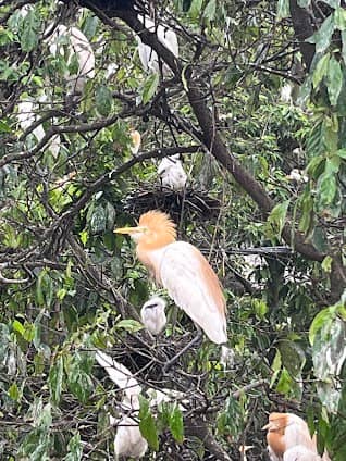 Petulu Heron Bird Colony Watch Point photo 3